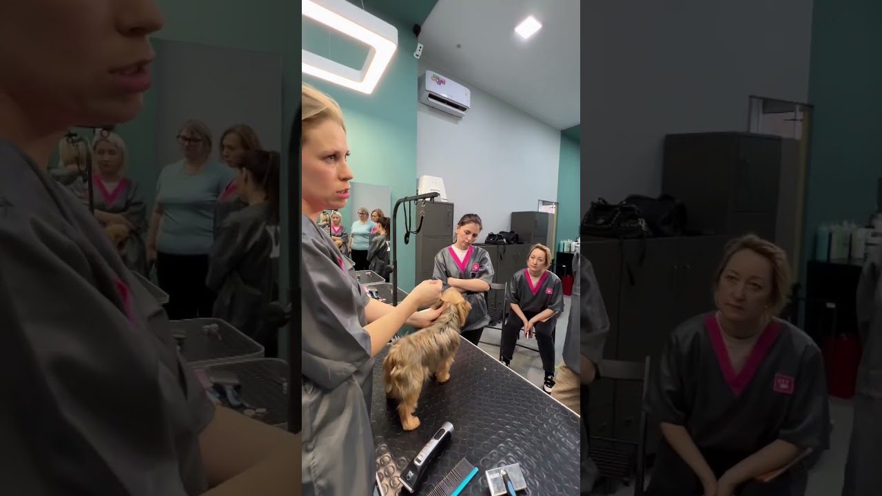 Первый день базового курса груминга #курсыгруминга #груминг #йорк #shorts