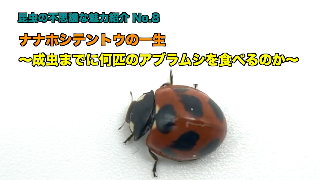 ナナホシテントウの一生〜成虫までに何匹のアブラムシを食べるのか