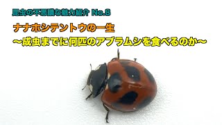 ナナホシテントウの一生〜成虫までに何匹のアブラムシを食べるのか