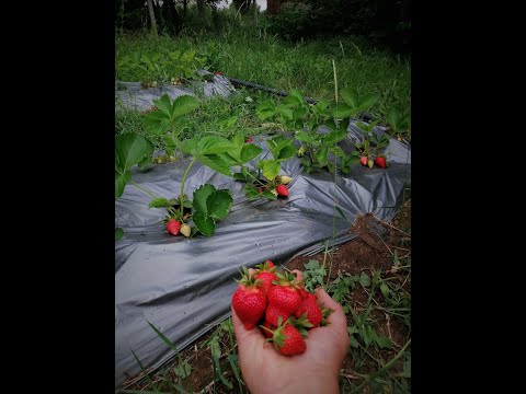 Видео: Горски ягоди (25 снимки): разлики от ягоди. Къде расте? Описание на листата и модификация на корена. Как се размножават горските ягоди в гората?