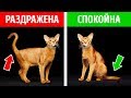 Как Узнать, Что Чувствует Ваша Кошка