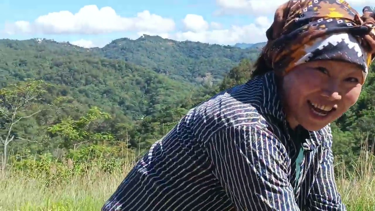 9th Nov 2024 harvesting at koloa