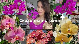 Путешествуем по сортам: Бейби Динамит, Карина, Сапорита, Квин Бир.