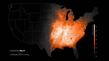 Indigo Bunting - Full Year Animation
