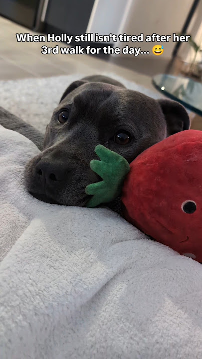 I Guess It's Playtime 😂🐾