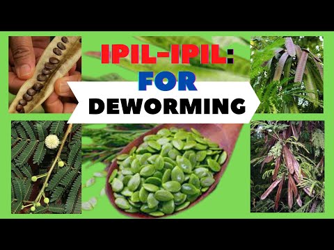 Видео: Ipil Ipil модны шинжлэх ухааны нэр юу вэ?