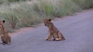Lion cub missing for 24 hours - one of Casper's cubs not seen today!