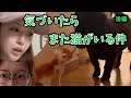 【保護猫預かり】気づいたらまた猫がいる件 #後編