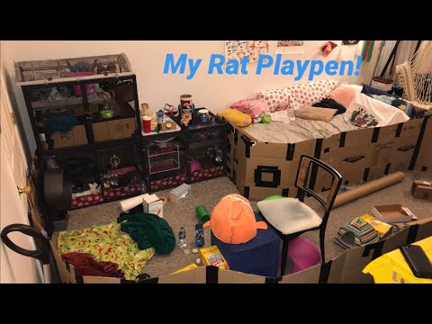 Video: Hoe je een speelruimte voor rattenhonden creëert