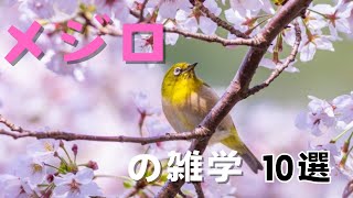 メジロの雑学10選 by シンプル雑学 443 views 2 months ago 2 minutes, 32 seconds