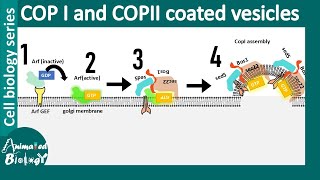 Cop Ii And Cop I Vesicle Mediated Vesicle Transport Between Er And Golgi Resimi