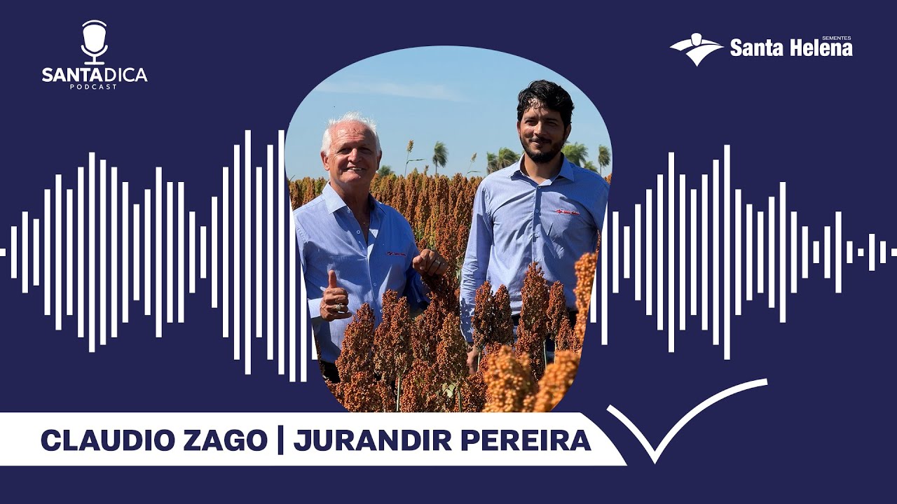 SHS590 Attack: Um sorgo para quem busca  alta produtividade | Santa Dica