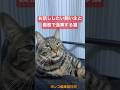会話　#shorts #cat #今日の夏目くん