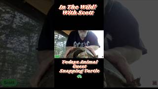 Snapping Turtle visits Scott In The Wild during  BF Live The Vibe 541 #shortsfeed #shorts