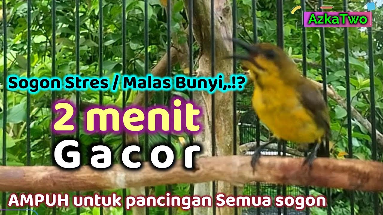 PANCINGAN SOGON GACOR Ampuh TUK sogon stres macet bunyi! #pancingansogonbunyi #sogonijoan #sogonbaha