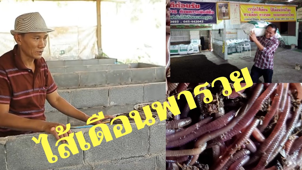 ไส้เดือน#เงินล้าน#ไส้เดือนพารวย การเลี้ยงแบบครบวงจร