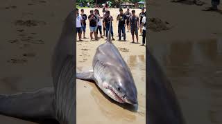 Hiu Putih Terddanar Dipantai Ancol Jakarta