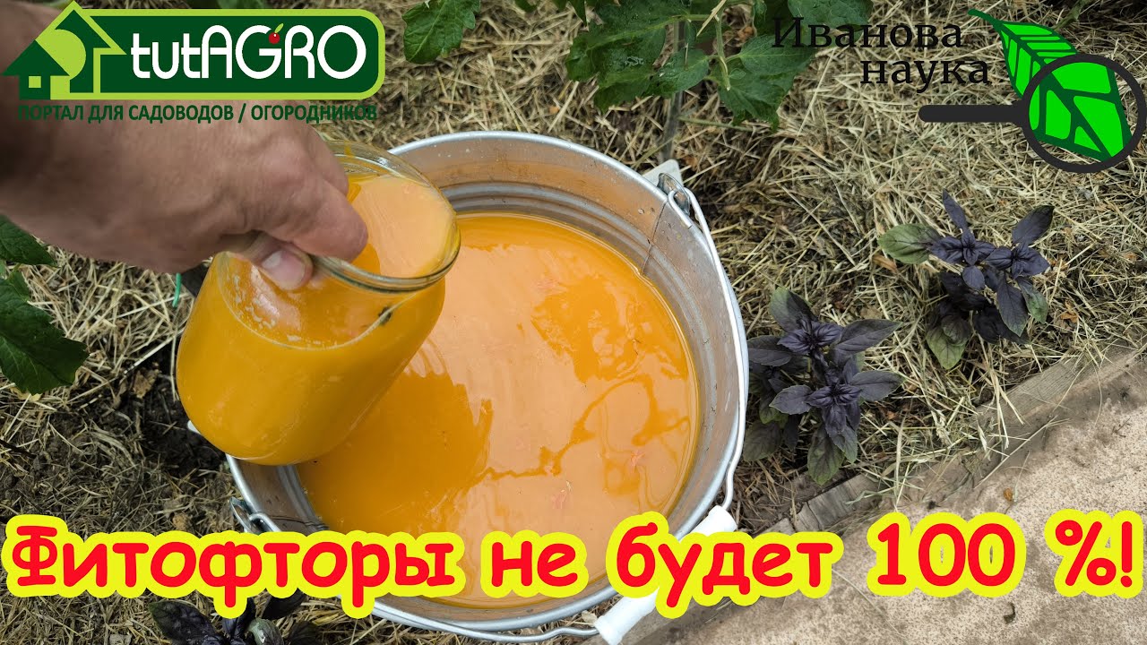 ОРАНЖЕВЫЙ РАСТВОР - СУПЕР СРЕДСТВО ОТ ВСЕХ БОЛЕЗНЕЙ И ВРЕДИТЕЛЕЙ! Испытайте мощь ПРИРОДНОГО СРЕДСТВА