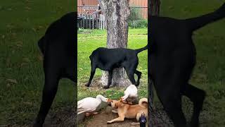 Download Lagu Anjing Main Kejar Kejaran Dengan Tupai, 🤣 Anjing Di Seret Angsa Hanya Bisa Pasrah MP3