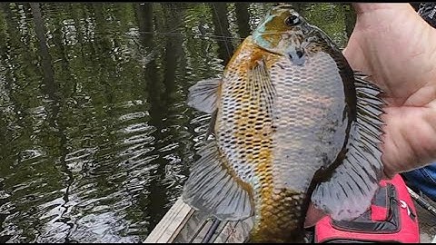 Monster Bream & Shellcracker Non-stop Actie!