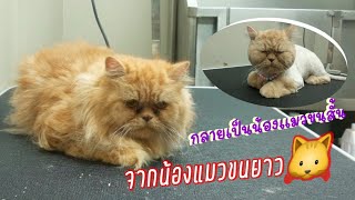 แมวเปอร์เซียขนยาว กลายเป็นขนสั้น ตัดขนแมวเปอร์เซีย How to cut persian cat hair ?