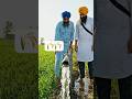 ਕਣਕ ਦੀ ਖੇਤੀ 🌾 🌾 | wheat Farming #oldpunjabiculture #farming #shorts