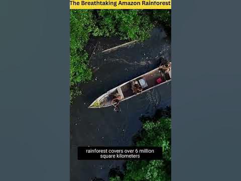 The Breathtaking Amazon Rainforest: A Vital Source of Oxygen - YouTube
