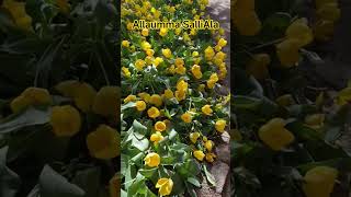 Allaumma SalliAla #egzonibrahimi #beautiful #tashahud #quran #nature #islamicprayer