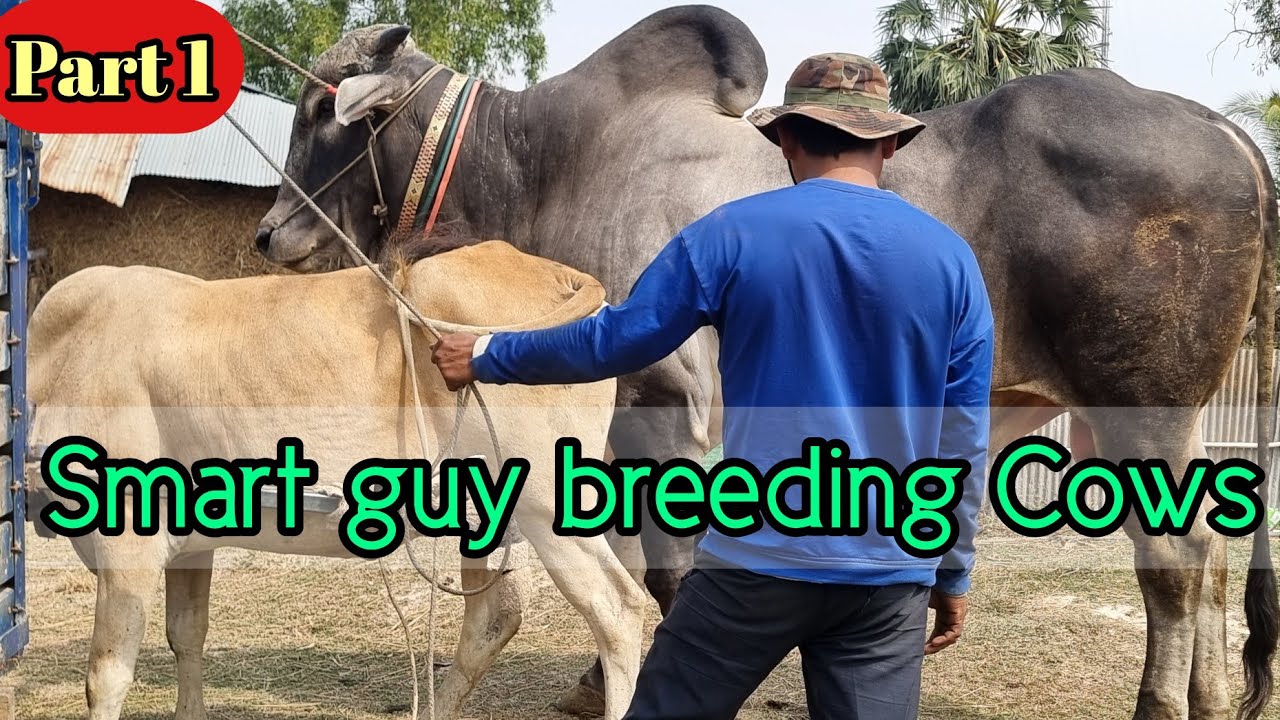 Breeding Cows by Natural - YouTube