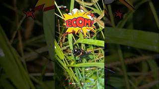 Mantap ❗️Jangkrik Jliteng Jumbo 🤲 #ngoborjangkrik #jangkrikjliteng #jliteng