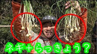 近所に生えてた雑草を食う！！