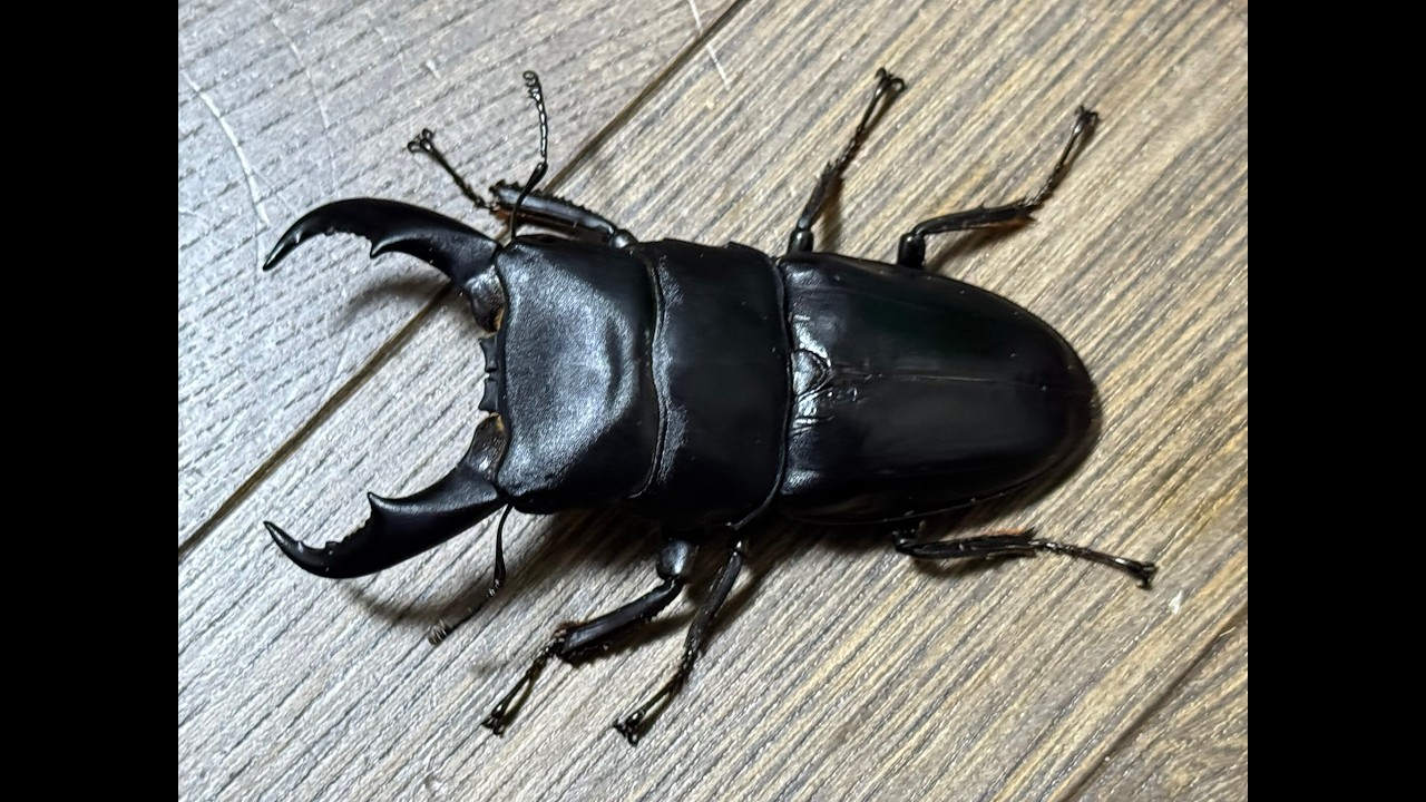 Breeding setups from three locations of Sakishima stag beetles