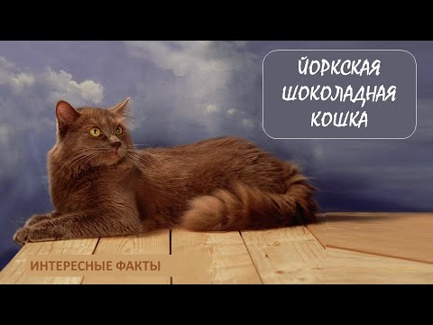 ЙОРКСКАЯ ШОКОЛАДНАЯ КОШКА🐈/Животные life/Кошки/Животные/Интересные факты