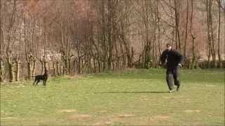 KNPV Stick attack slowmotion