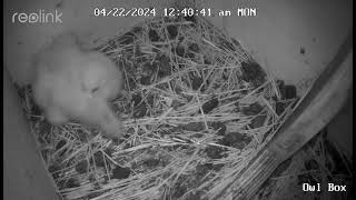 Wrestling baby owls