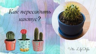 Как пересадить кактус? Как пересадить кактус?