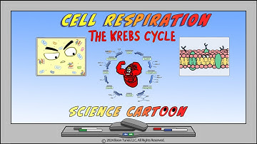 The Krebs Cycle | Cell Respiration Science Cartoon |