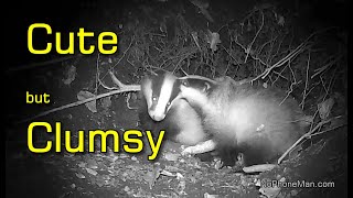 Compilation of Cute European Badger Cubs Tumbling As They Play and Explore Guide