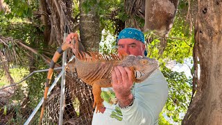 IGUANA PEOPLE CATCH INVASIVE IGUANA BREEDING IN BROAD DAYLIGHT! AND SOME MORE POND WORK ON BASE CAMP