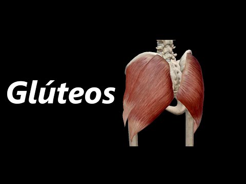Vídeo: Função, Origem E Anatomia Do Músculo Glúteo Máximo - Mapas Do Corpo