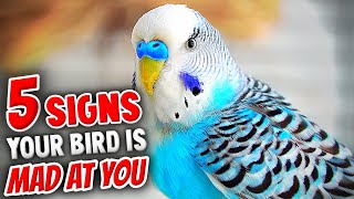 5 Signs Your Bird is Secretly Mad at You
