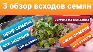 3 Обзор всходов проф семян, своих семян и семян из магазина /Обзор рассады