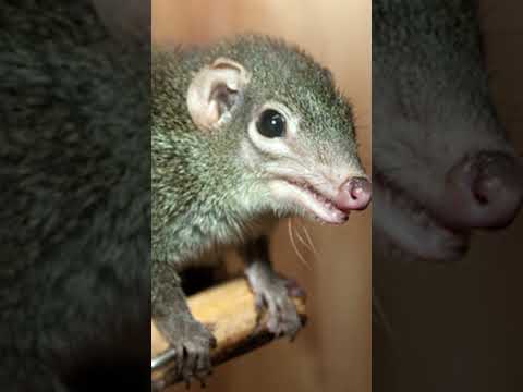Video: Musaraña diminuta: hábitat y curiosidades