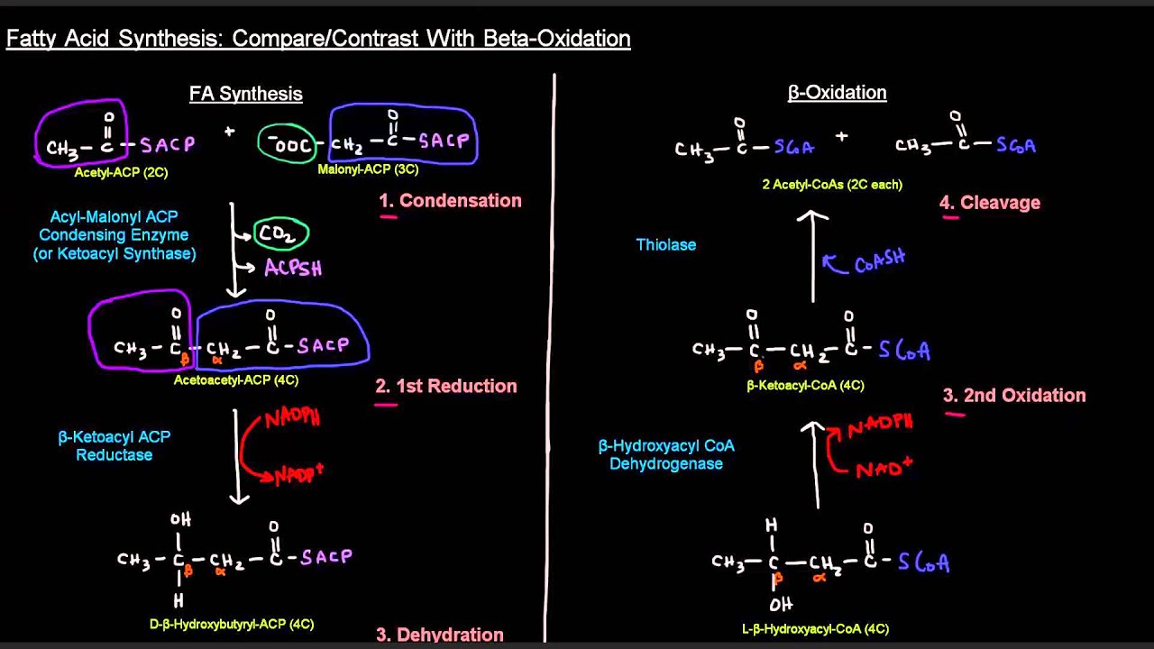 Fatty Acid Synthesis (Part 6 of 12) - Side-By-SIde ... diagram of b oxidation 