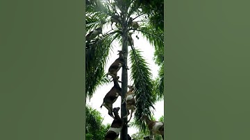 Funny Goats Picking Fruits on Top of Palm TreesIncredible Goats Balancing on Palm Trees 🐐 #ai #new