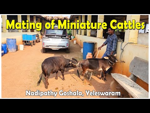 Mating of miniature cattles | Nadipathy Goshala Yeleswaram | #trending #youtube #miniature #video