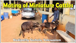 Mating of miniature cattles | Nadipathy Goshala Yeleswaram | #trending #youtube #miniature #video