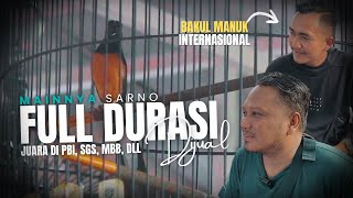 Download Lagu Murai Muda Kuat nan Stabil Juara Lintas EO ini DIJUAL‼️ MP3