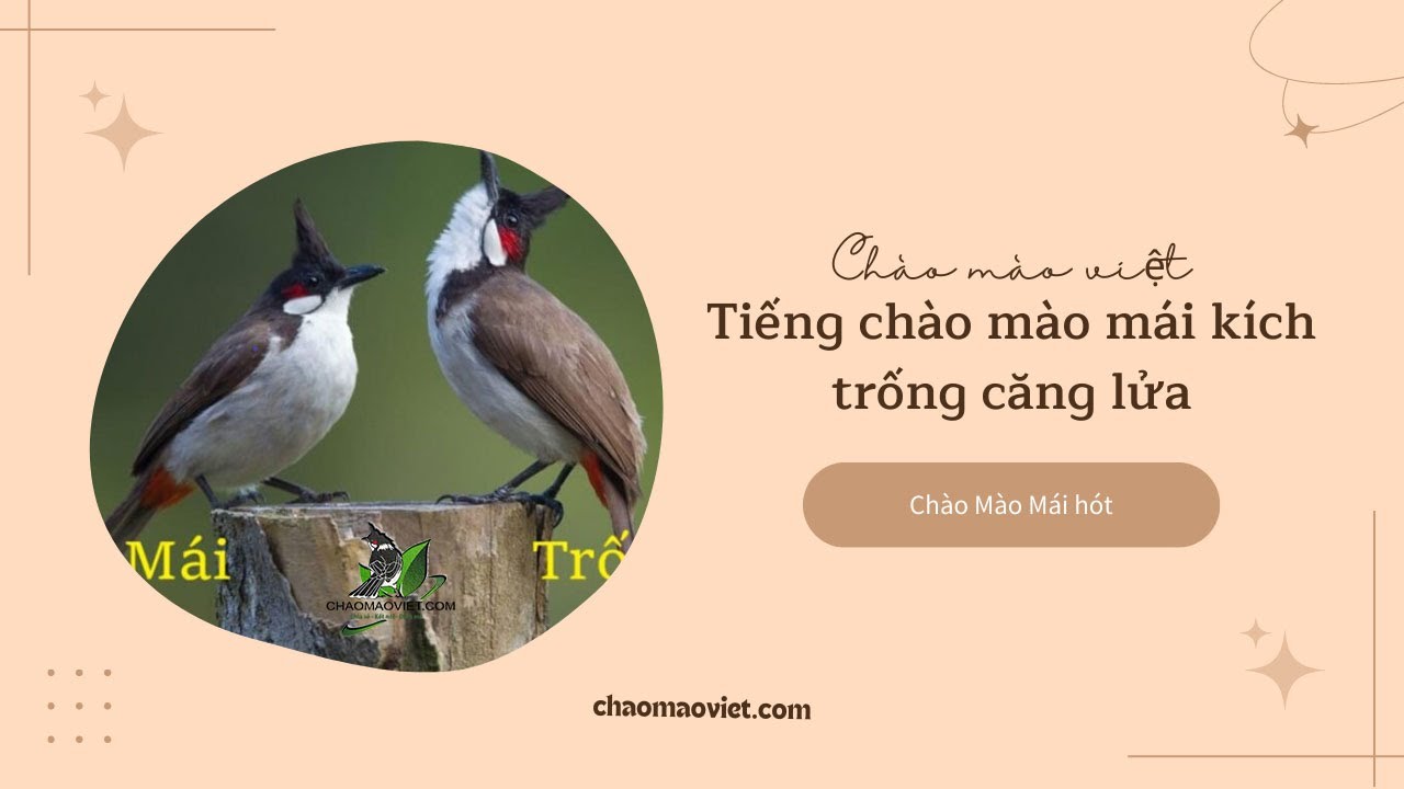 Chào Mào Mái Là Gì - Cách Sử Dụng Chào Mào Mái Kích Trống