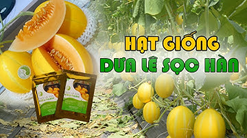 Hạt giống dưa lê sọc Hàn siêu cho quả ngọt năng suất đậu trái cao |Kieufarm